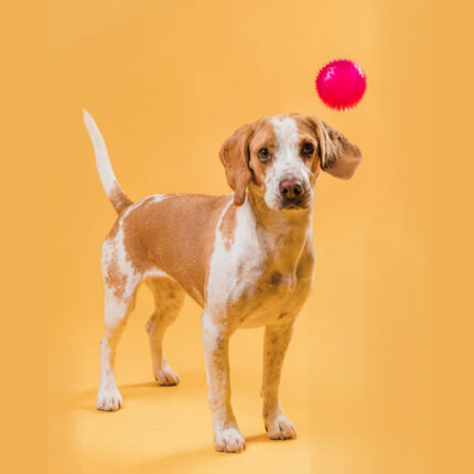 Dog Toys